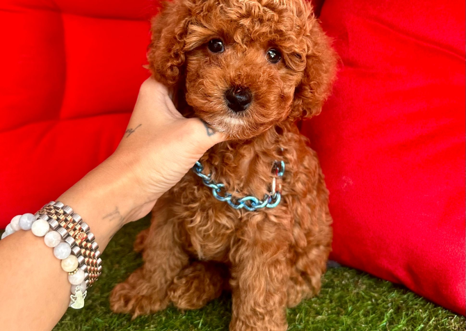 Toy Poodle Mini Yavrular